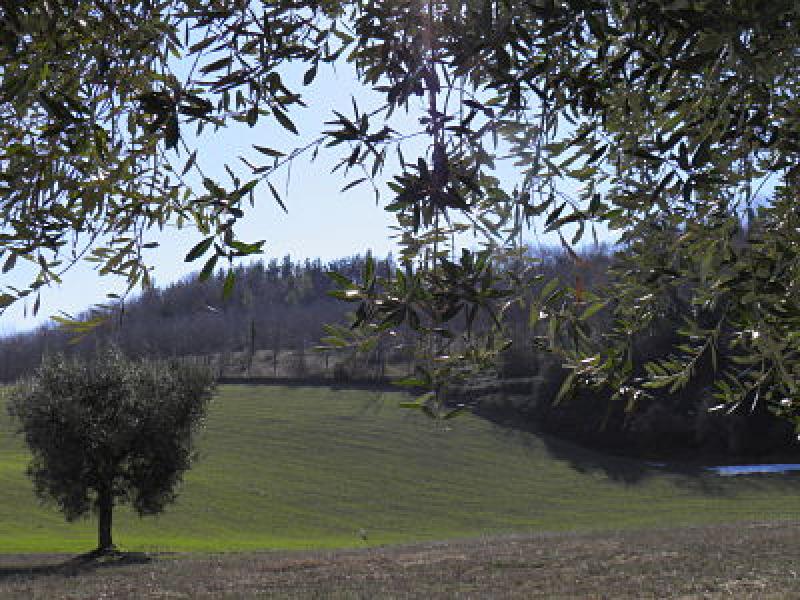 Vendesi Terreno Agricolo a Servigliano contrada belluco castello 