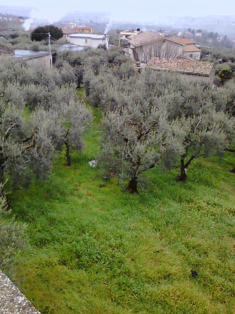 vendesi area edificabile al boschetto