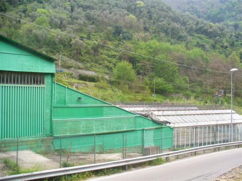 affitto-vendita azienda floricola liguria