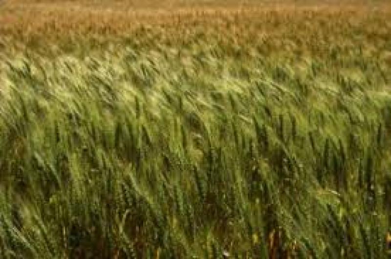 azienda agricola di 60 ettari irrigui in piano