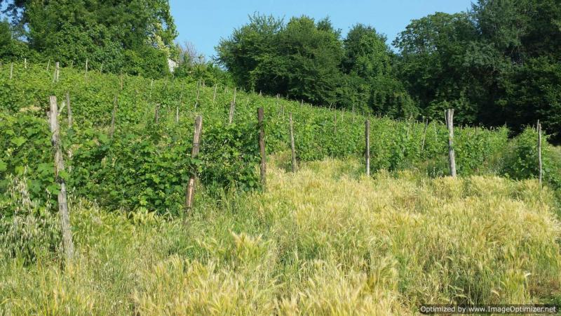 azienda vitivinicola 