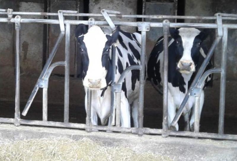 az.agricola di 120 ettari con 200 capi di bestiame