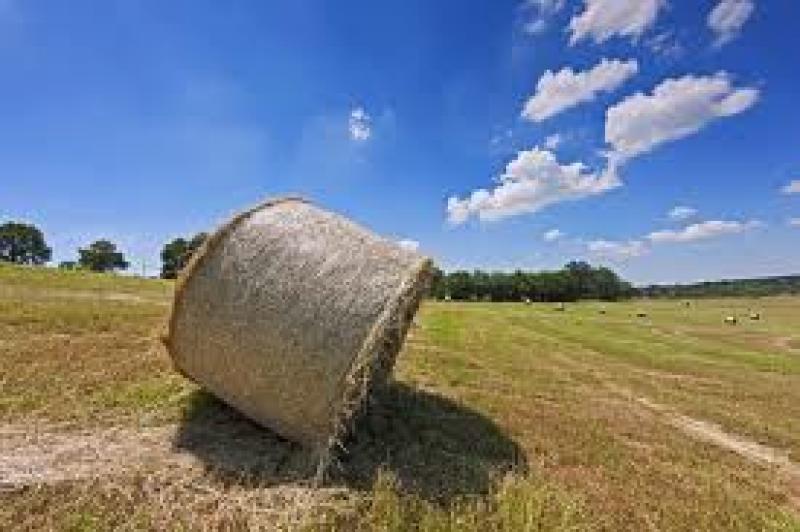 sassari nurra cerchiamo terreni e aziende agricole in vendita per non residenti