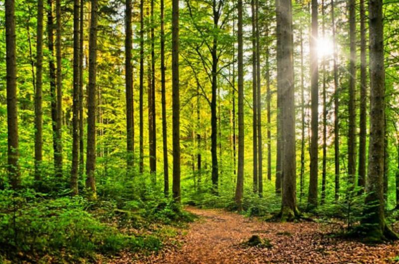 vendo bosco e prato 30.000 mq in provincia di bergamo a grone