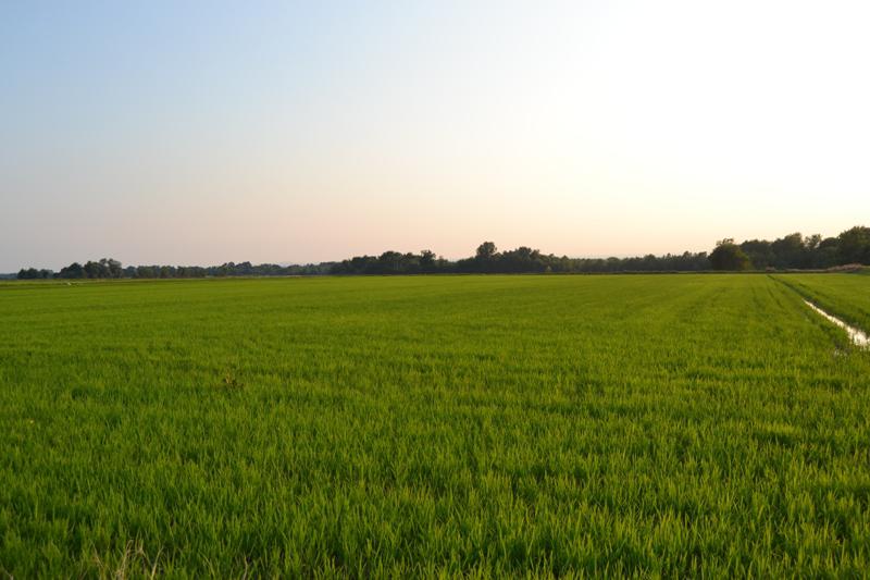 azienda agricola di 170 ettari, coltivazione riso, accorpati