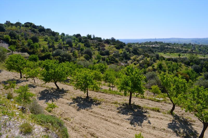 proprietà agricola in vendita a noto