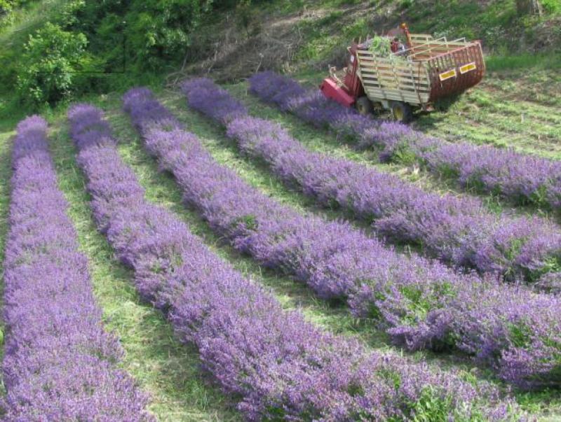 fondo agricolo